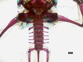 Media type: image;   Herpetology A-136906